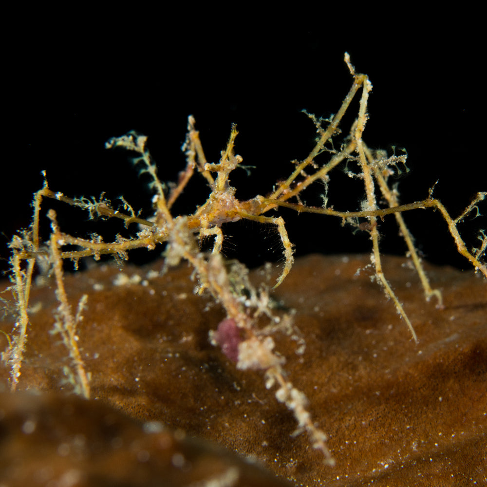 Frilly Arrow Crab Atl. - Stenorhynchus seticornis