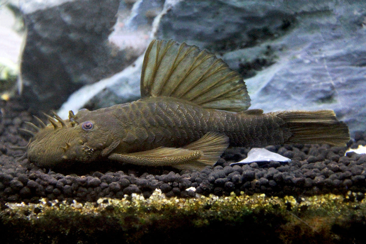 Green Dragon Bristlenose Pleco (Ancistrus sp.)