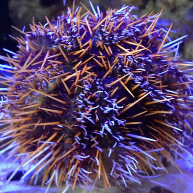 Hairy Pincushion Urchin (Tripneustes gratilla)