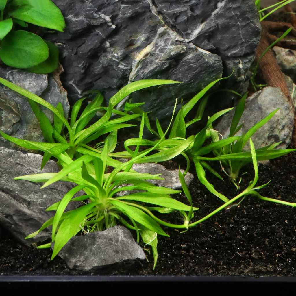 Helanthium xingu (Helanthium angustifolius / Narrow-Leaf Chain Sword)