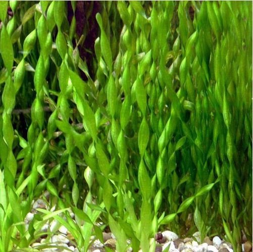 Corkscrew Val (Vallisneria contortionist)