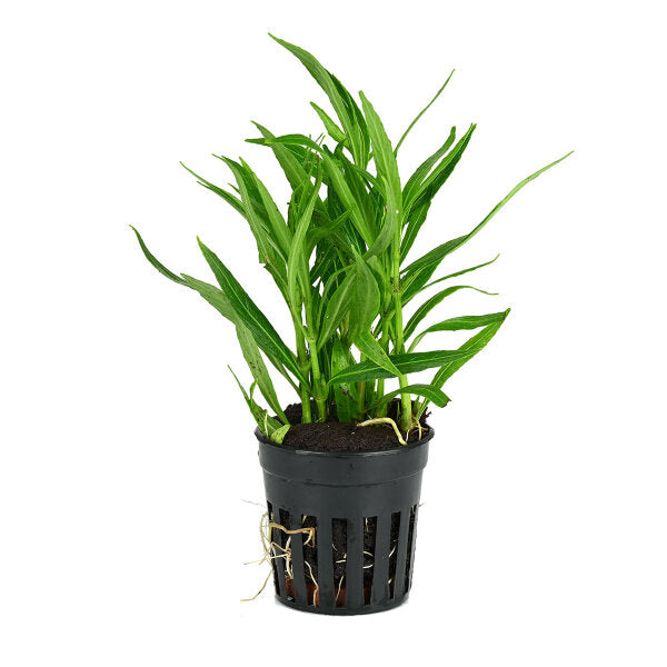 Hygrophila Ringens