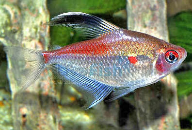 Flameback Bleeding Heart Tetra (Hyphessobrycon pyrrhonotus)