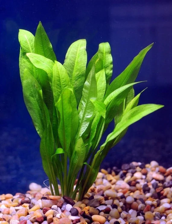 Amazon Sword (Echinodorus amazonicus)