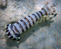 Zebra Mantis Shrimp (Lysiosquillina maculata)