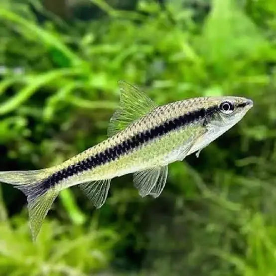 Siamese Algae Eater (Crossocheilus oblongus)
