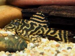 Mega Clown Pleco L340 (Hypancistrus sp. L340)