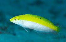 Canarytop Wrasse (Halichoeres leucoxanthus)