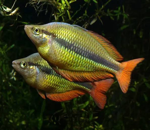 Lake Tebera Rainbowfish (Melanotaenia herbertaxelrodi)