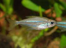 Blue Flash Glass Tetra (Heterocharax virgulatus)