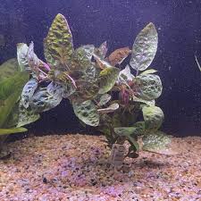 Purple Waffle (Hemigraphis alternata/exotica)