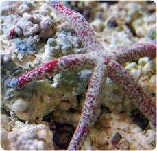 Dalmation Linckia Starfish (Linckia multifora)