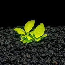 Anubias Barteri 'Golden Coin' (or 'Nana Golden')