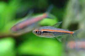 Red Eye Red Line Tetra (Hemigrammus rubrostriatus)
