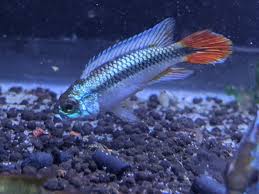 Blue Flame Apistogramma