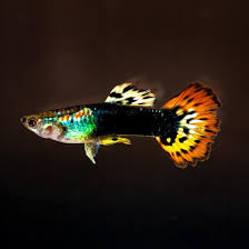 Fancy Guppy (Poecilia reticulata)