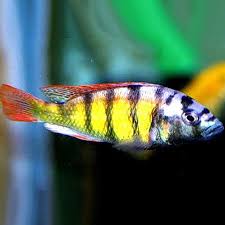 Cherry Hap Cichlid (Haplochromis brownae)