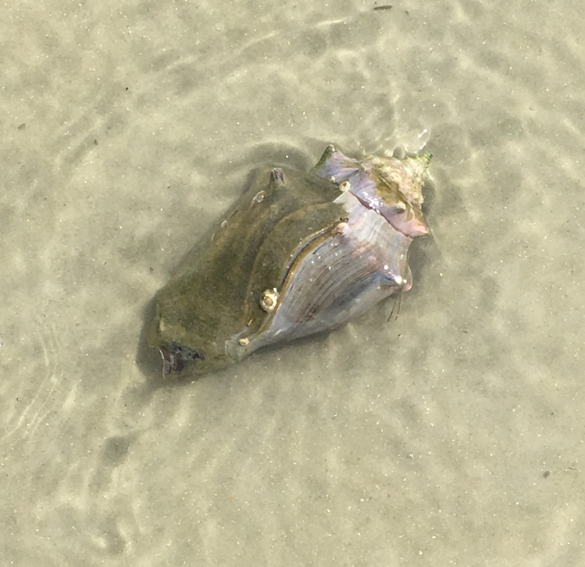 Florida Fighting Conch (Strombus spp.)
