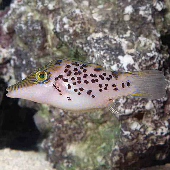 Leopard Toby Puffer (Canthigaster leoparda)