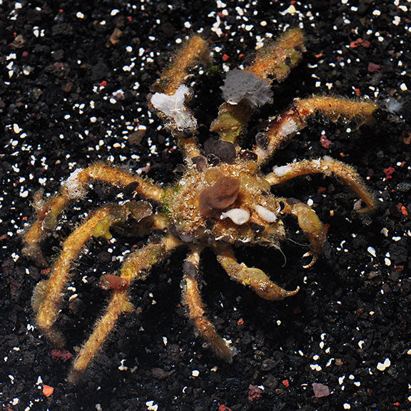 Spider Decorator Crab (Camposcia retusa)