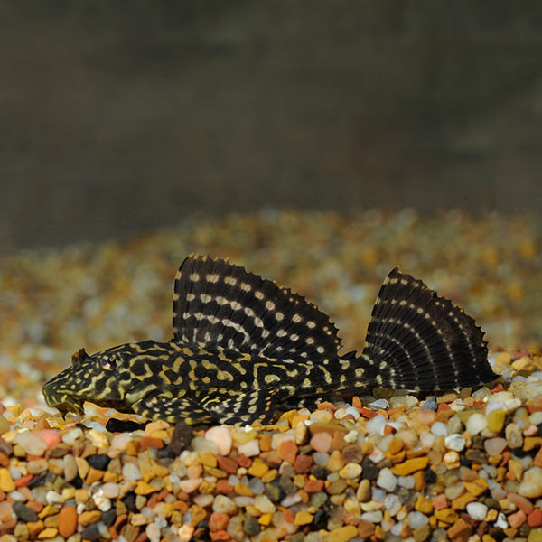 Spotted Sailfin Pleco L-001 (Pterygoplichthys joselimaianus)