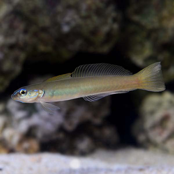 Green Silk Gudgeon Goby (Ptereleotris microlepis)