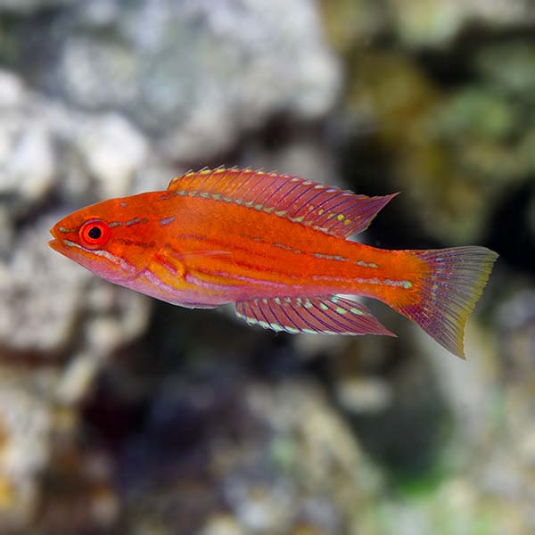 Angulatus Flasher Wrasse (Paracheilinus angulatus)