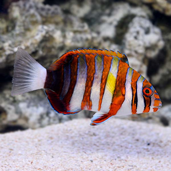 Harlequin Tuskfish (Indonesian) (Choerodon fasciatus)