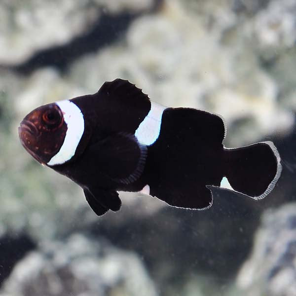 Extreme Misbar Black Clown (Amphiprion ocellaris)