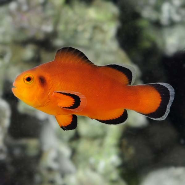 Naked Clownfish (Amphiprion ocellaris)