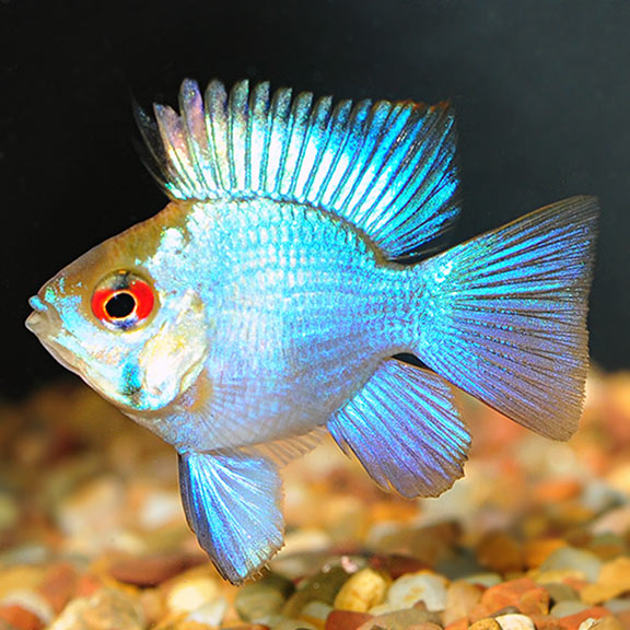 Electric Blue Balloon Ram Cichlid (Mikrogeophagus ramirezi)