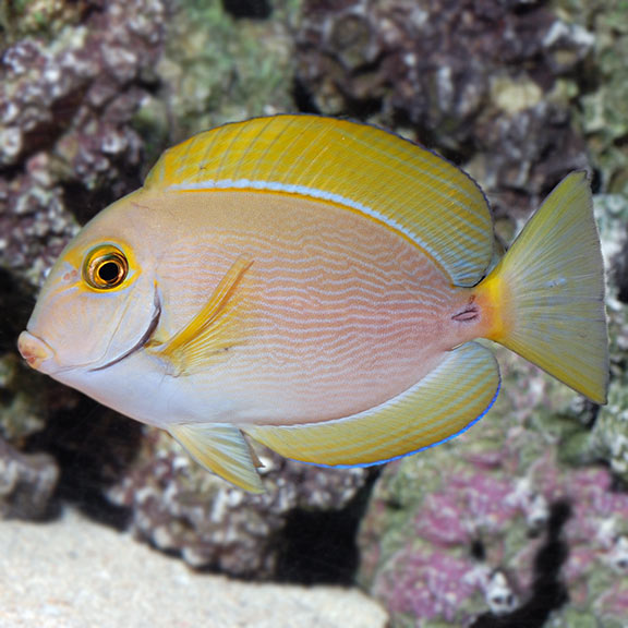 Dussumieri Tang (Acanthurus dussumieri)