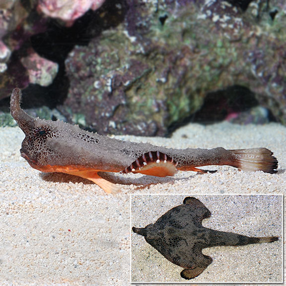 Walking Batfish (Ogcocephalus corniger)