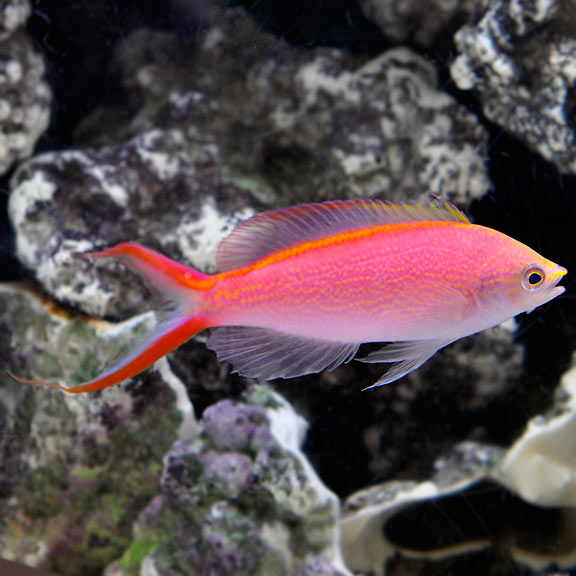 Princess Anthia (Pseudanthias smithvanizi)