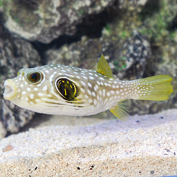 Stars and Stripes Pufferfish (Arothron hispidus)