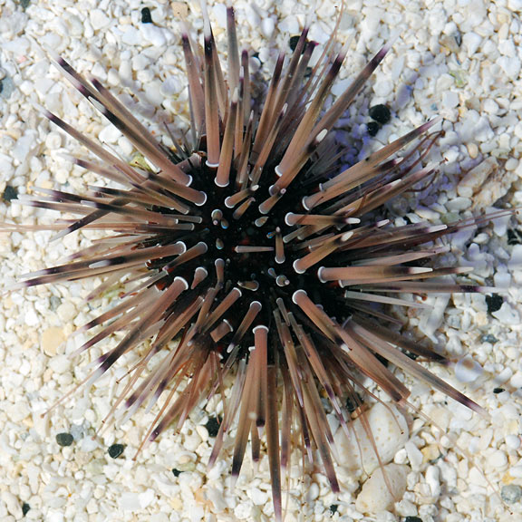 Short Spine Urchin (Echinometra sp.)