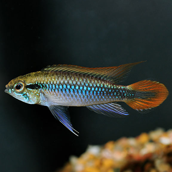 Double Red Agassizii Apistogramma (Apistogramma agassizii)