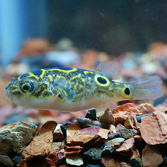 Figure 8 Puffer (Tetraodon Biocellatus)