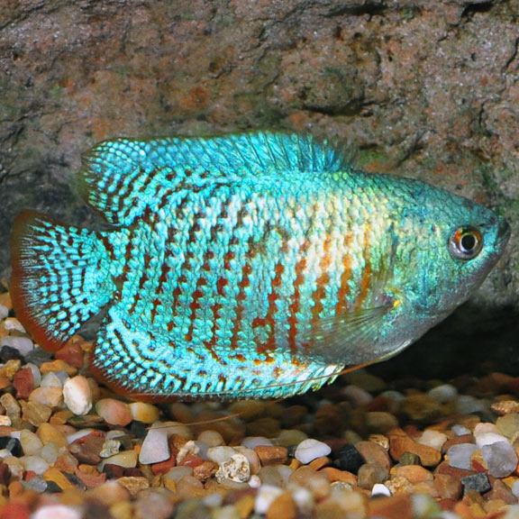 Powder Blue Dwarf Gourami (Trichogaster lalia)