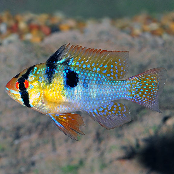 German Blue Ram Cichlid (Mikrogeophagus ramirezi)