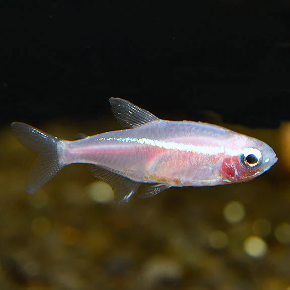Gold Neon Tetra (Paracheirodon innesi - Gold Variant)