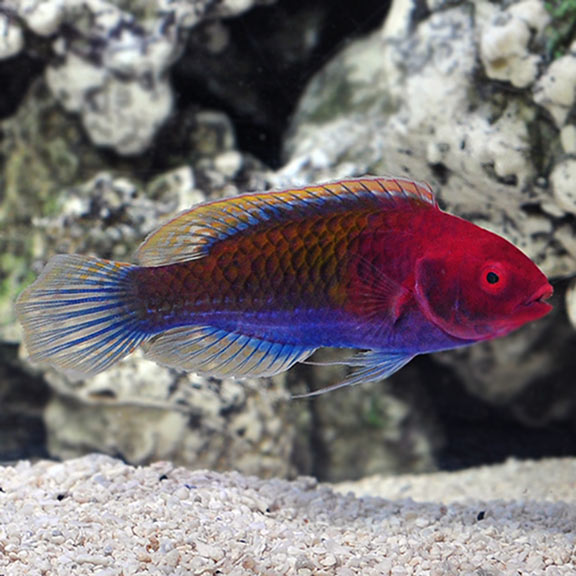 Ruby Head Fairy Wrasse (Cirrhilabrus cf cyanopleura)