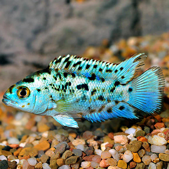Electric Blue Jack Dempsey (Rocio octofasciata)