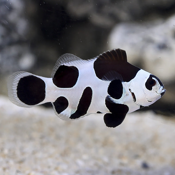 Black Storm Clownfish (Amphiprion ocellaris var.)