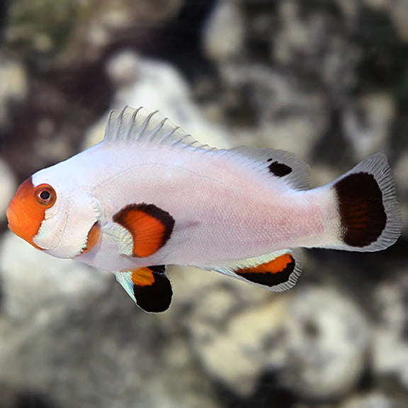Wyoming White Clownfish (Amphiprion ocellaris)