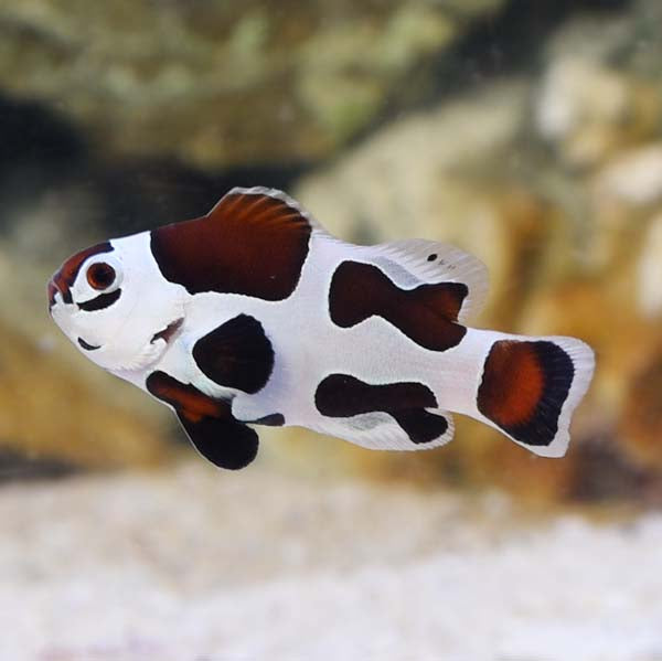 Mocha Storm Clownfish (Amphiprion ocellaris var.)