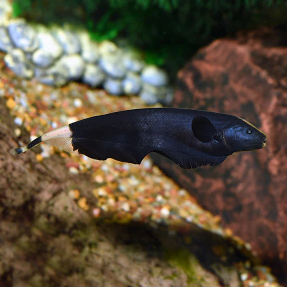 Black Ghost Knifefish (Apteronotus albifrons)
