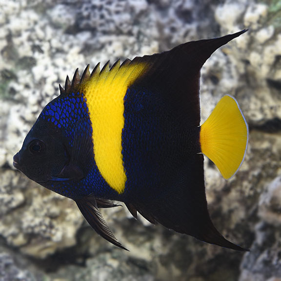 Asfur Angelfish (Pomacanthus asfur)