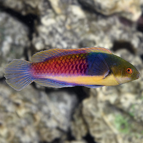 Blue Sided Fairy Wrasse (Cirrhilabrus cyanopleura)