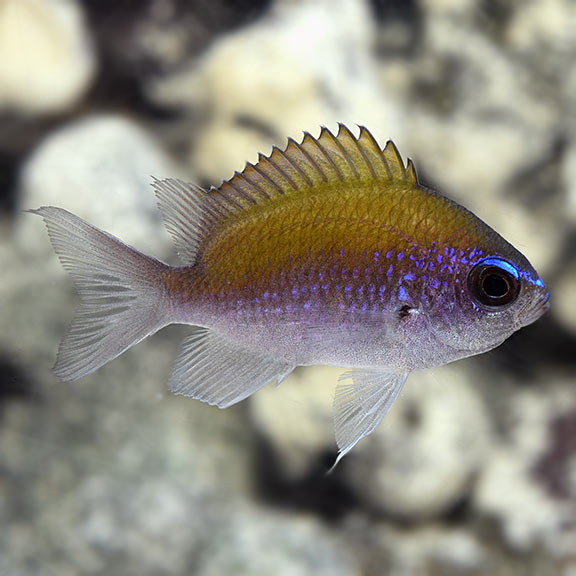 Sunshine Chromis (Chromis insolatus)